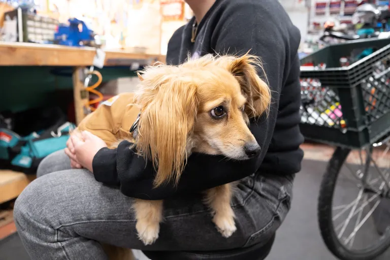 Goldberg in Sarah's lap