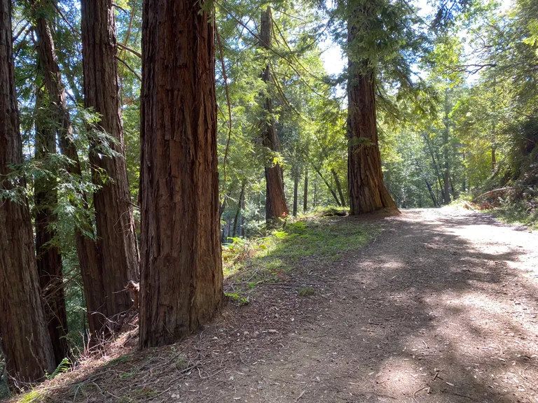 Redwoods on Mt Tam