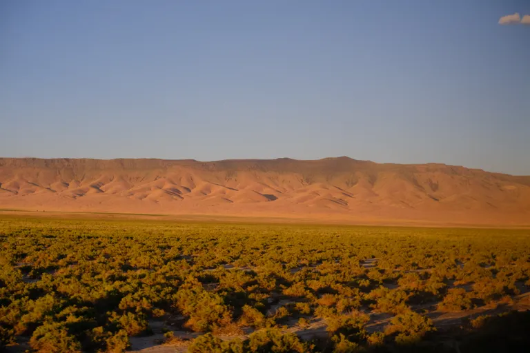 A brushy field in the Nevada desert