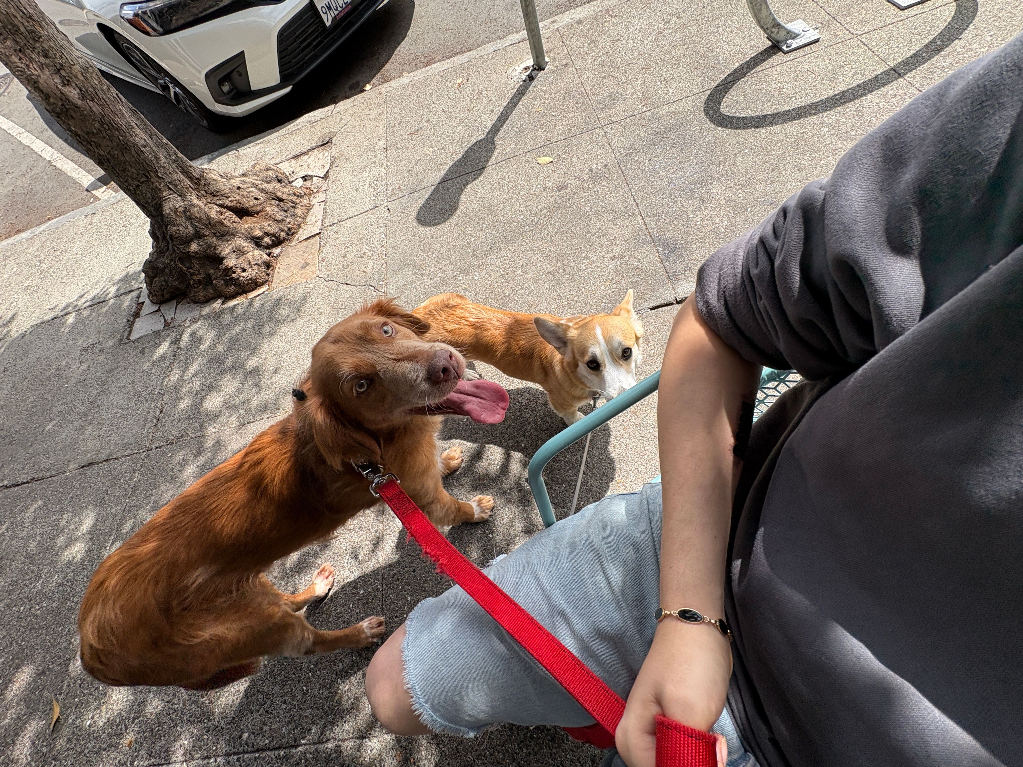 Canelo and Cookie both looking at the camera outside a cafe