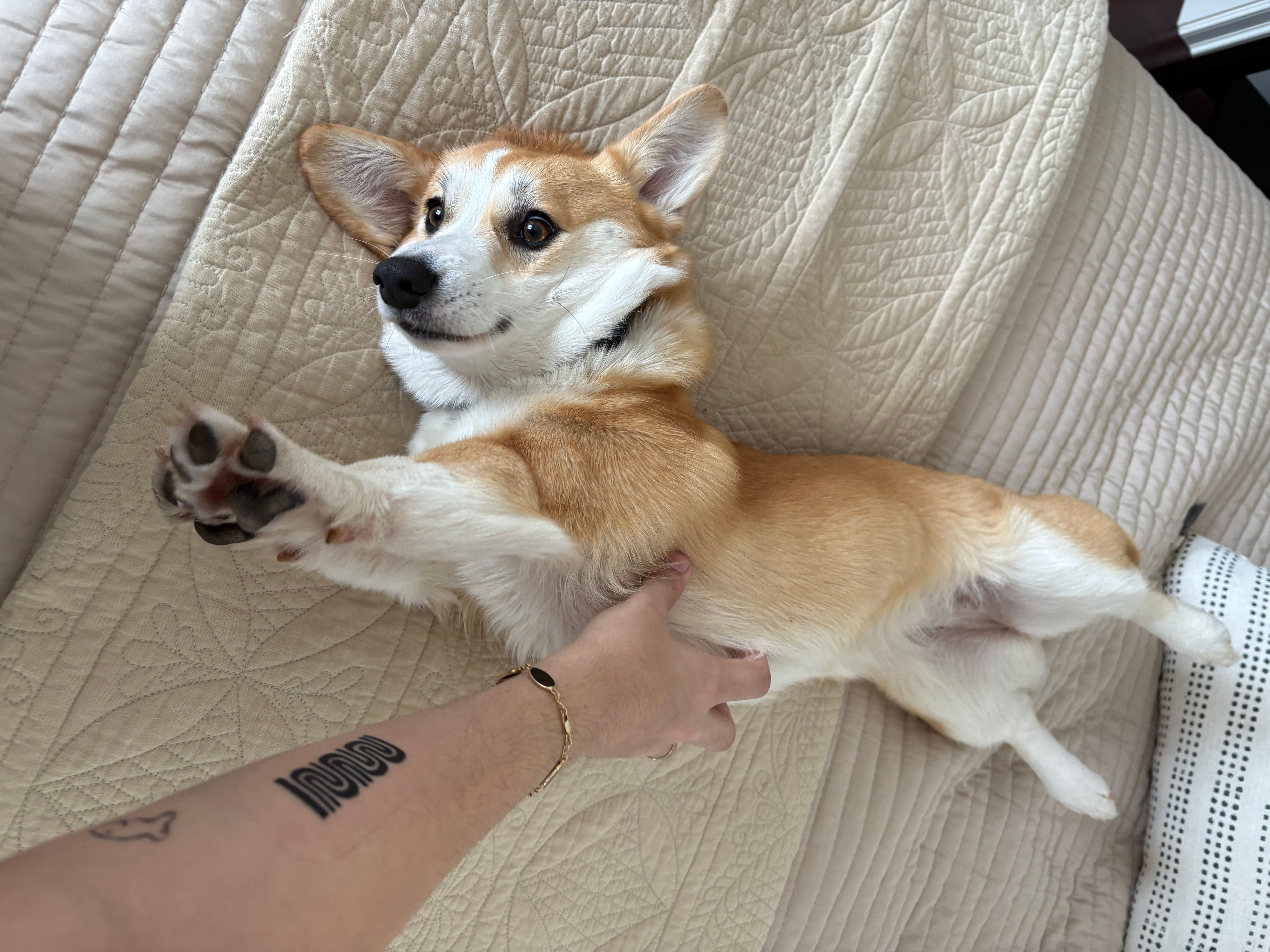 Cookie splayed out on the bed getting belly scratches